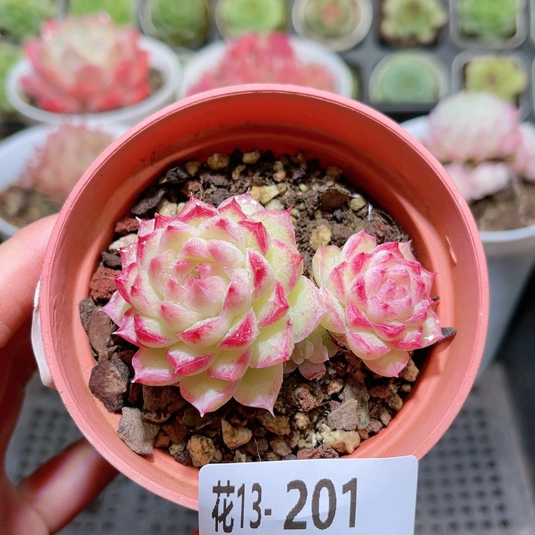 花利美13-201女王