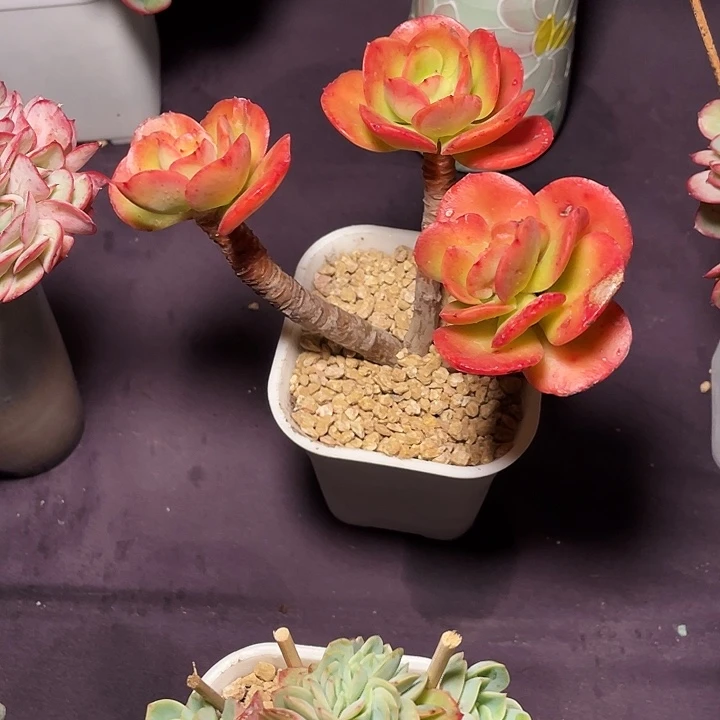 沿***~多肉植物红梅发货