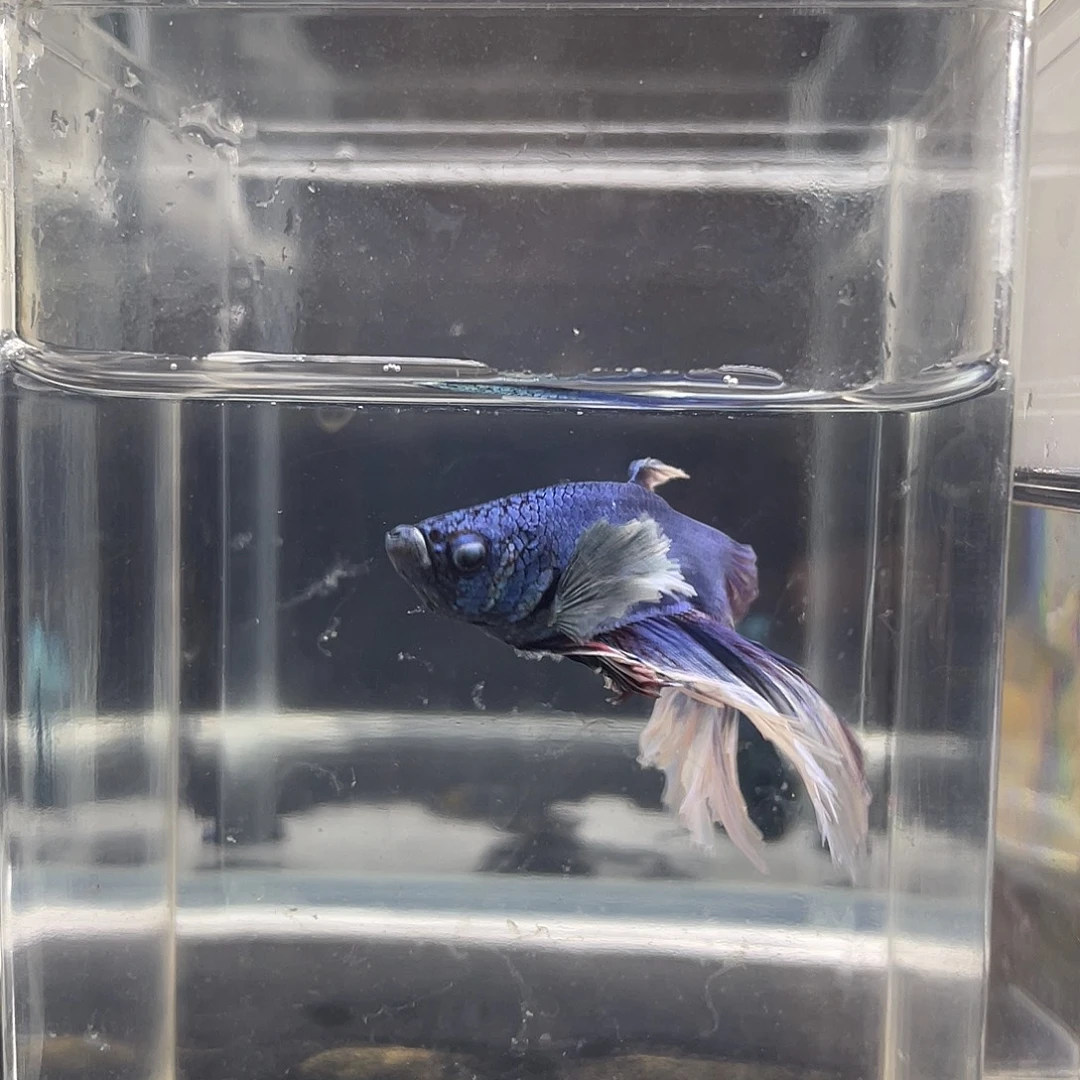 斗鱼可博泰斗082704