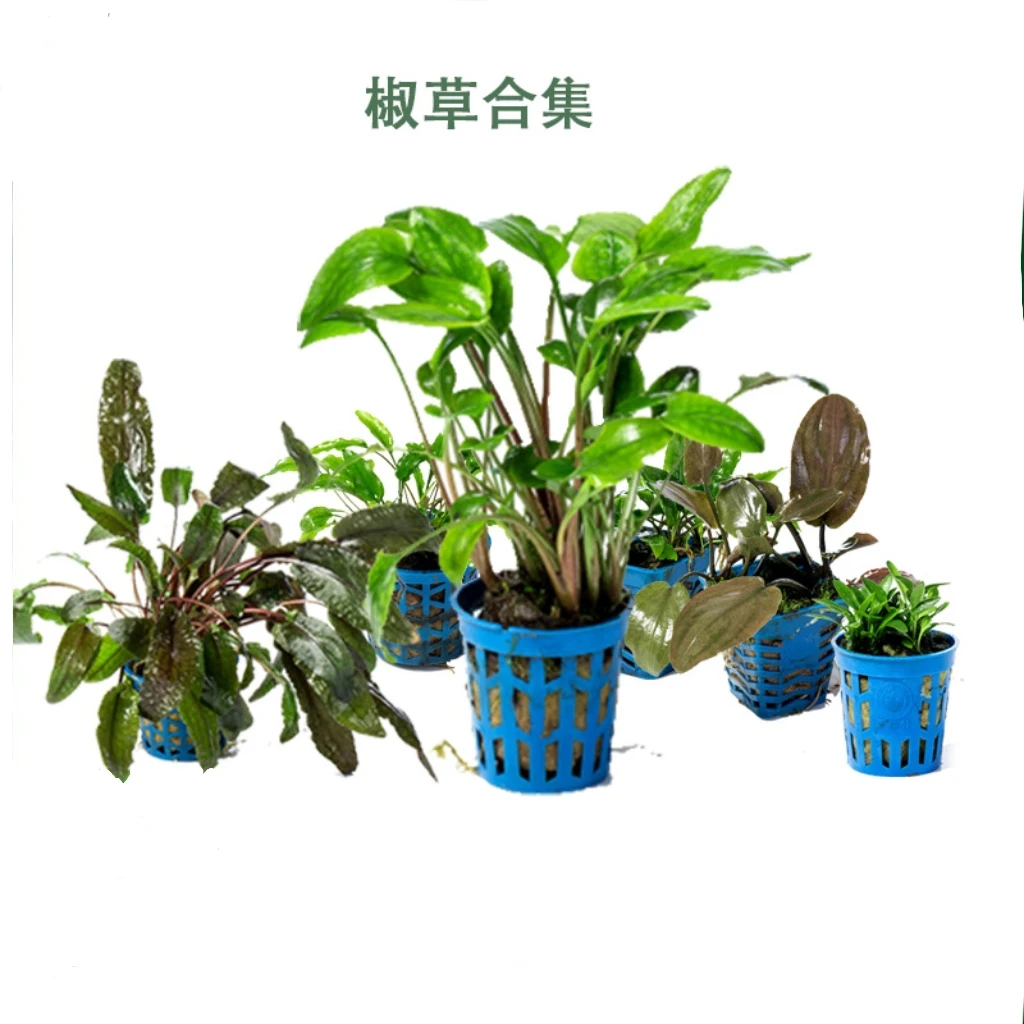 水草椒草椒榕合集用于鱼缸造景的活体绿植装饰