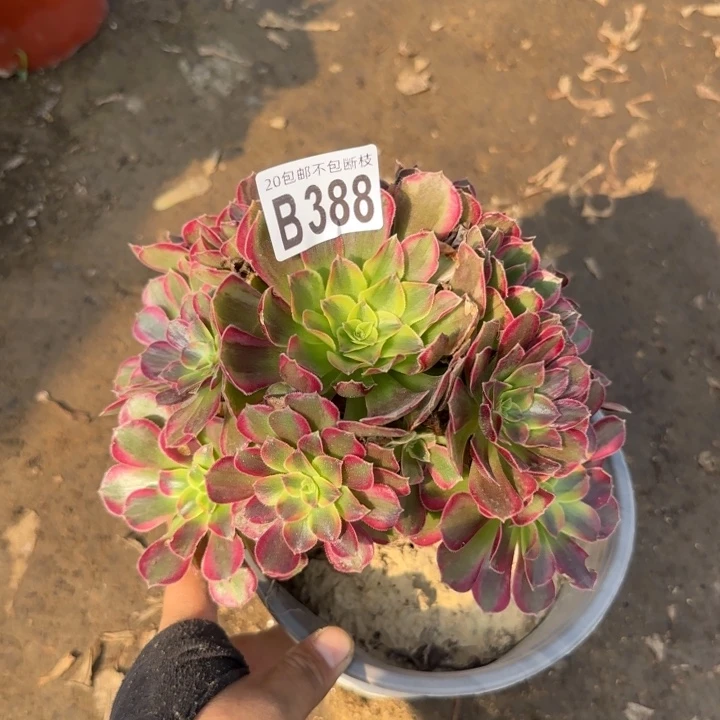 安娜……多肉植物……