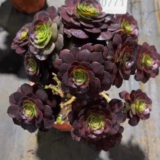 甜***的黑美人077111111111