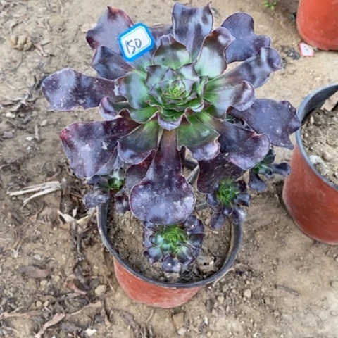 涵**单巫毒酒杯一物一拍