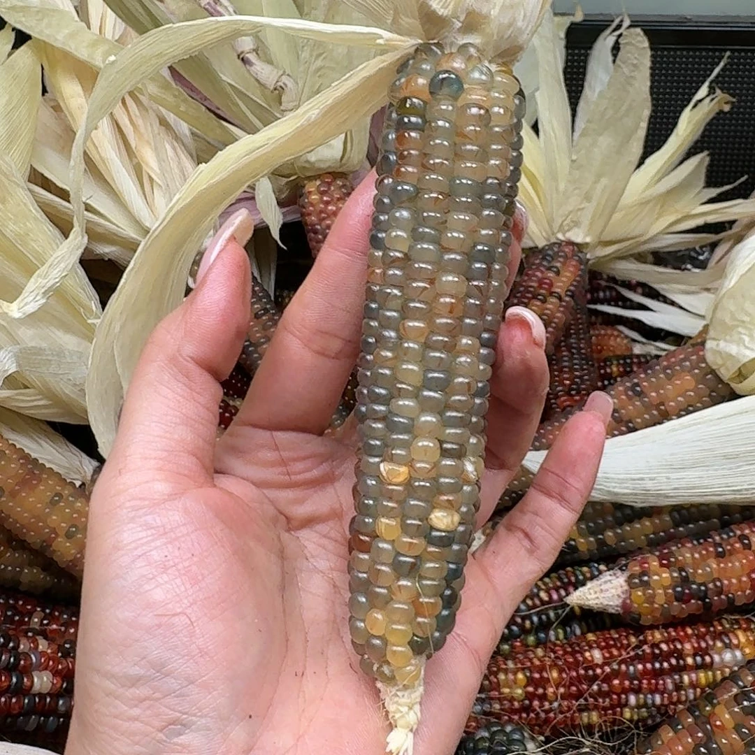 柏香籽/百香籽吊坠何***埃