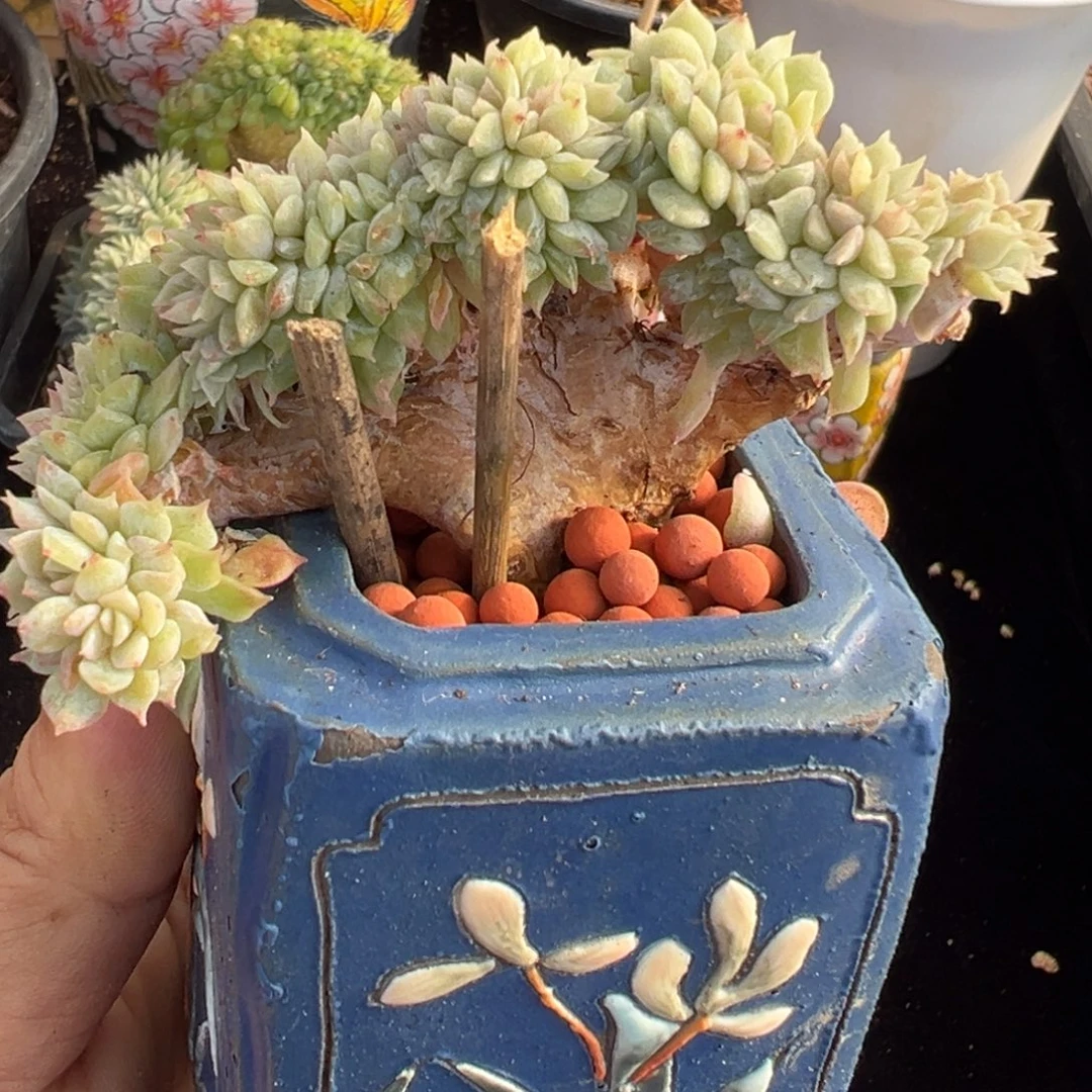 新年快乐 新年快乐