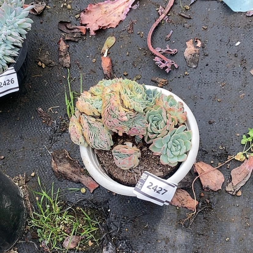 【闪购商品】香妃月影缀2427