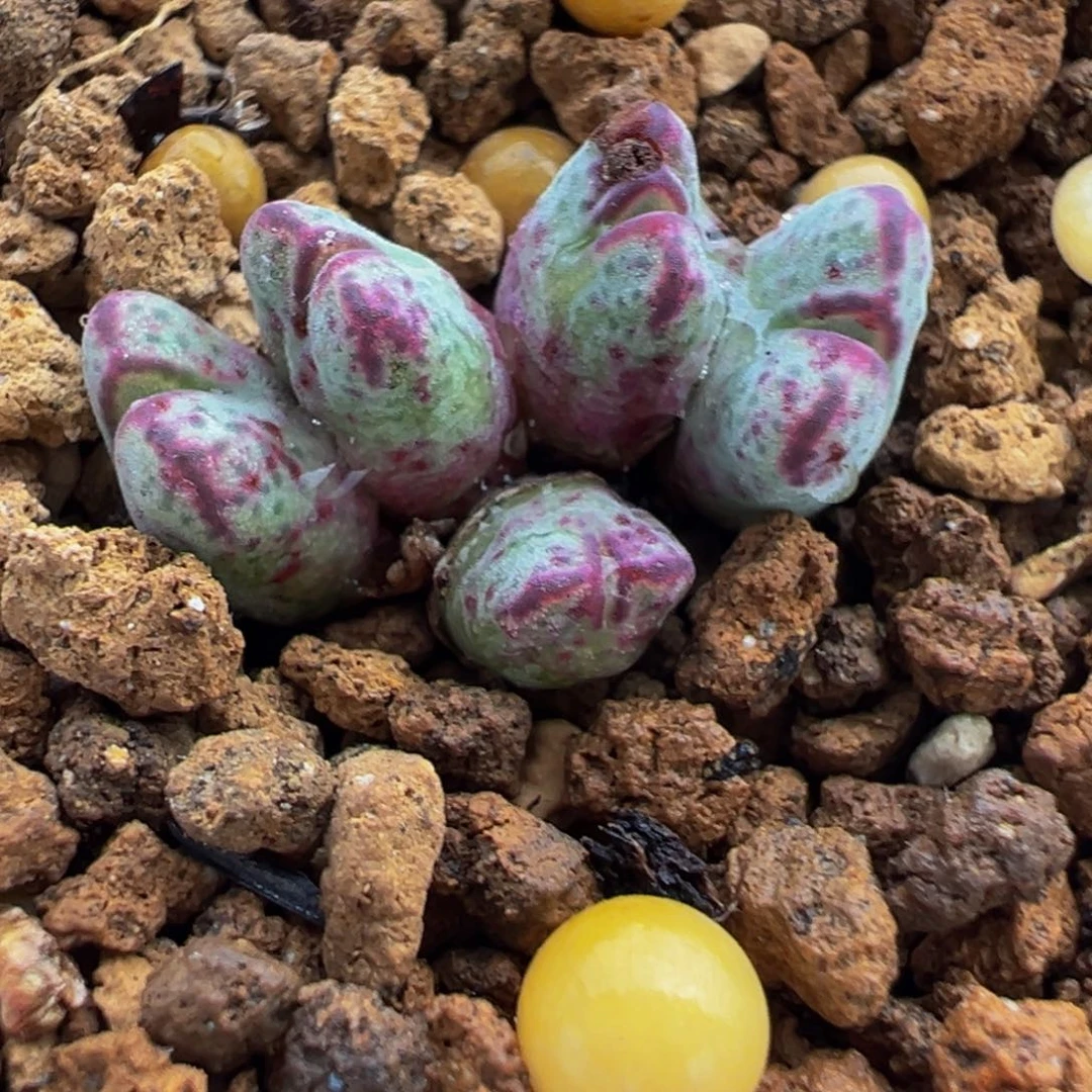 175多肉植物种类多样