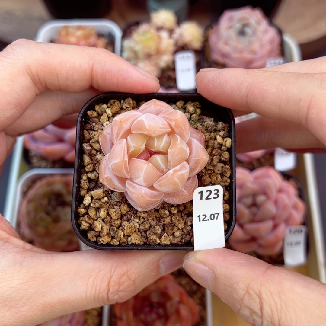 好好看123、哈哈哈哈