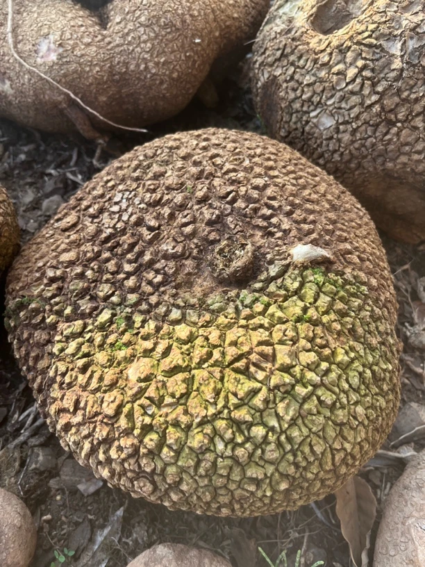 缅甸爆甲龟爬藤绿植精选室内外装饰植物