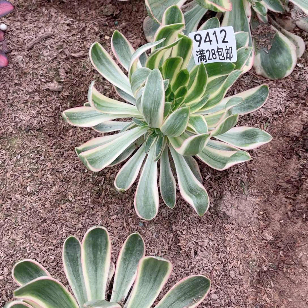 D.    9412青莲多肉
