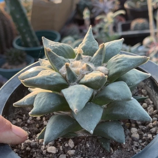 当前无花栽培后可以开花实生岩牡丹