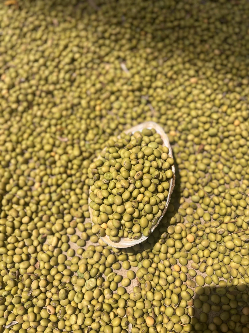 代收【农家自种干的绿皮黄豆】