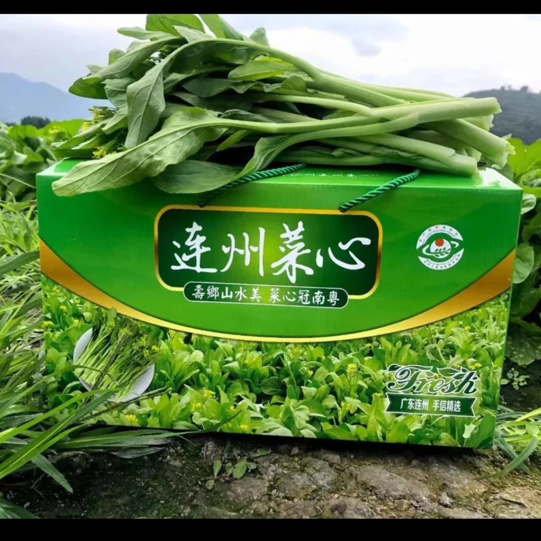 广东省粤北连州二号菜心