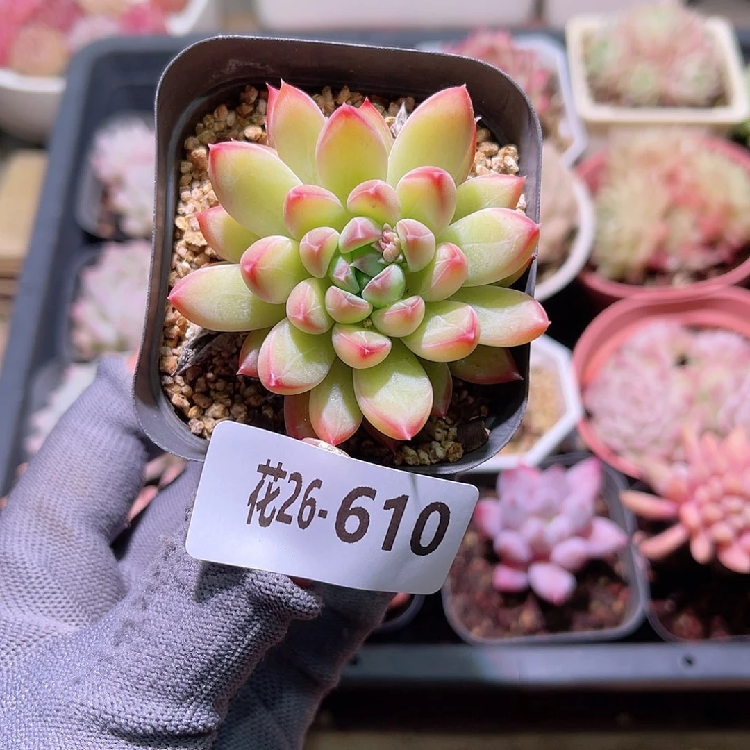 花26-610含玉单头