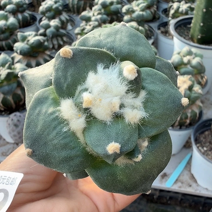 无花朵629大尤青瓷