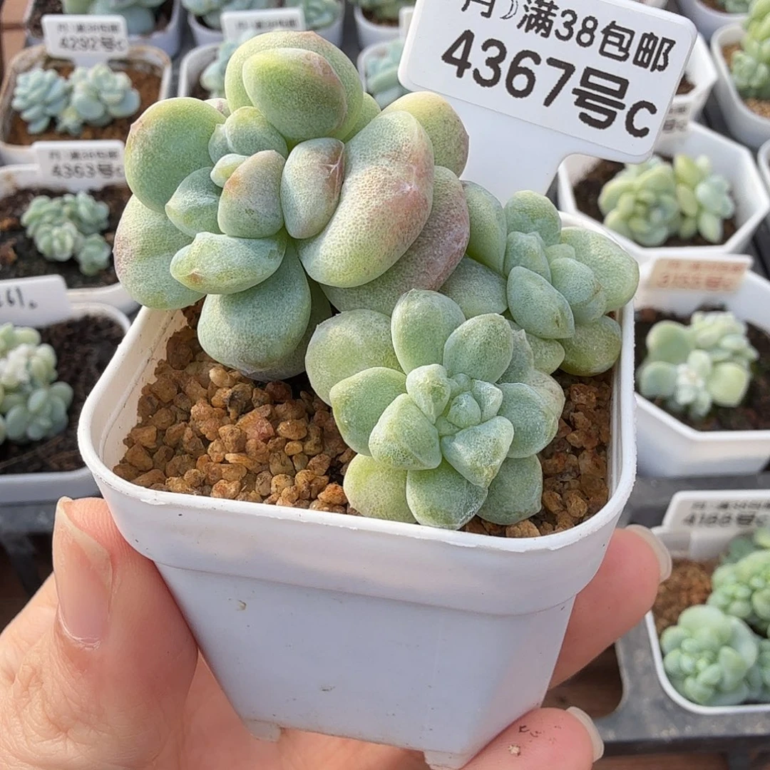 4367冰玉实话4头锦一颗