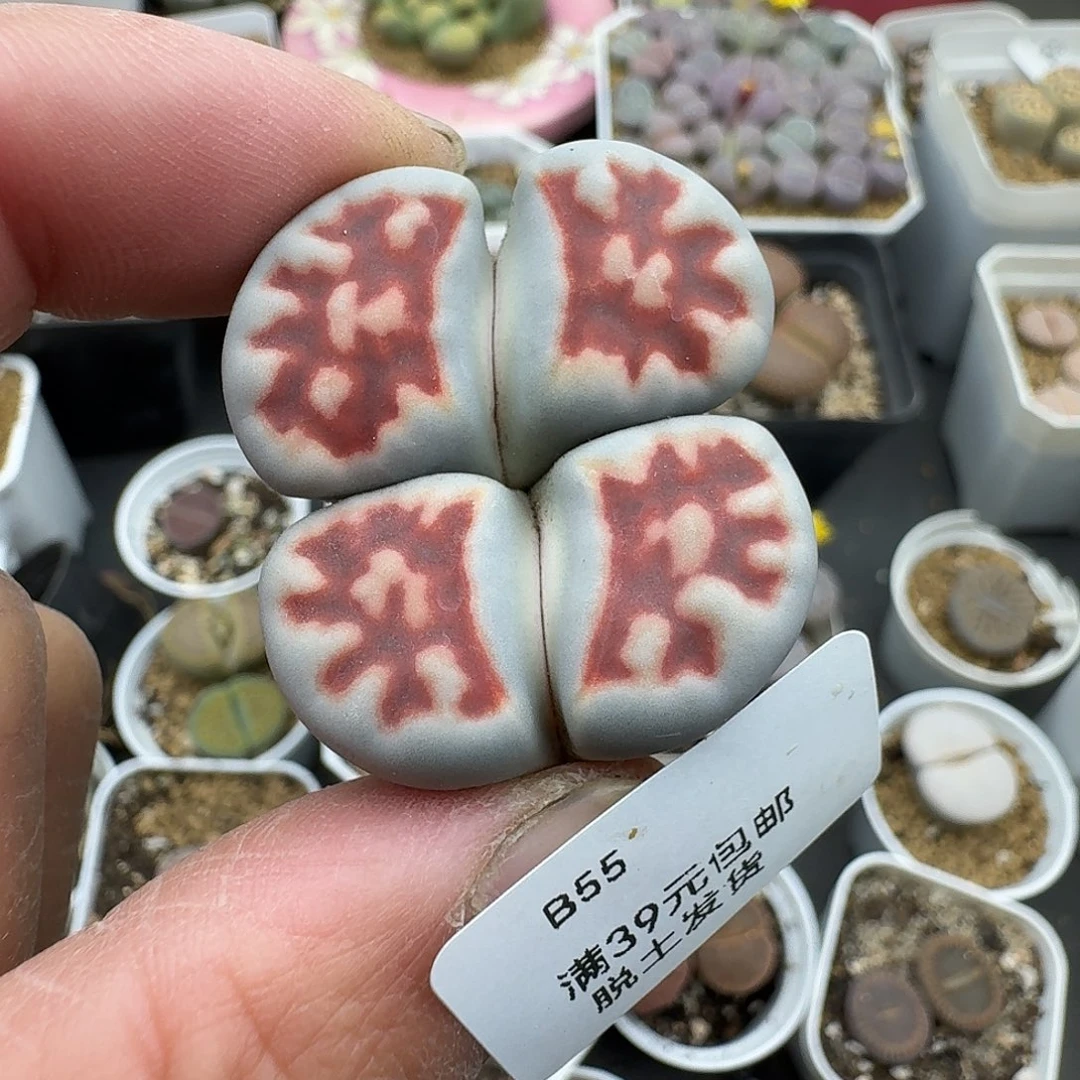 粉***心55多肉哈哈哈哈哈哈