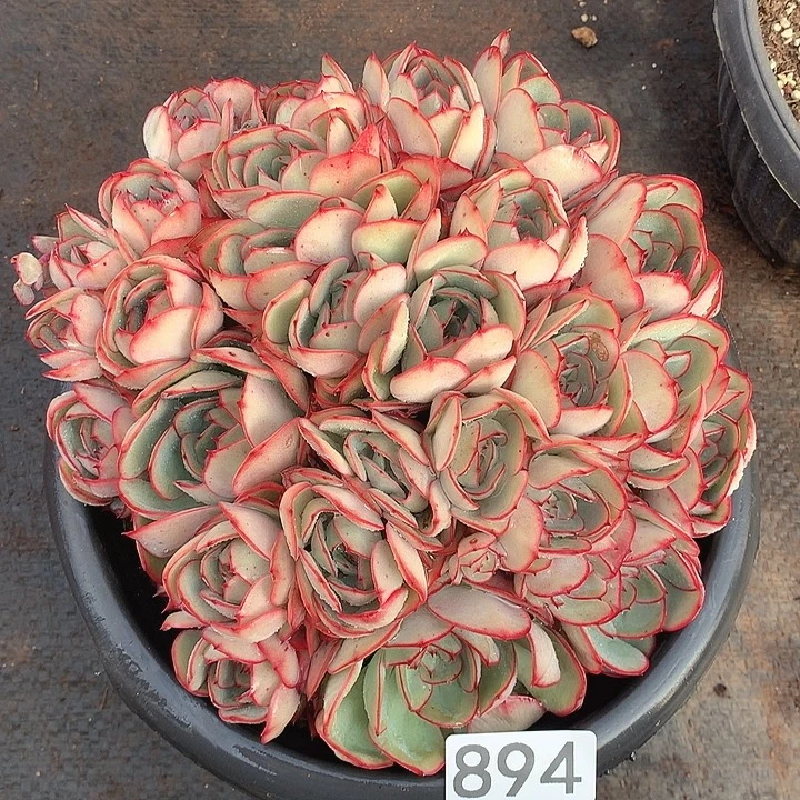 894牡丹亭一物一拍多肉