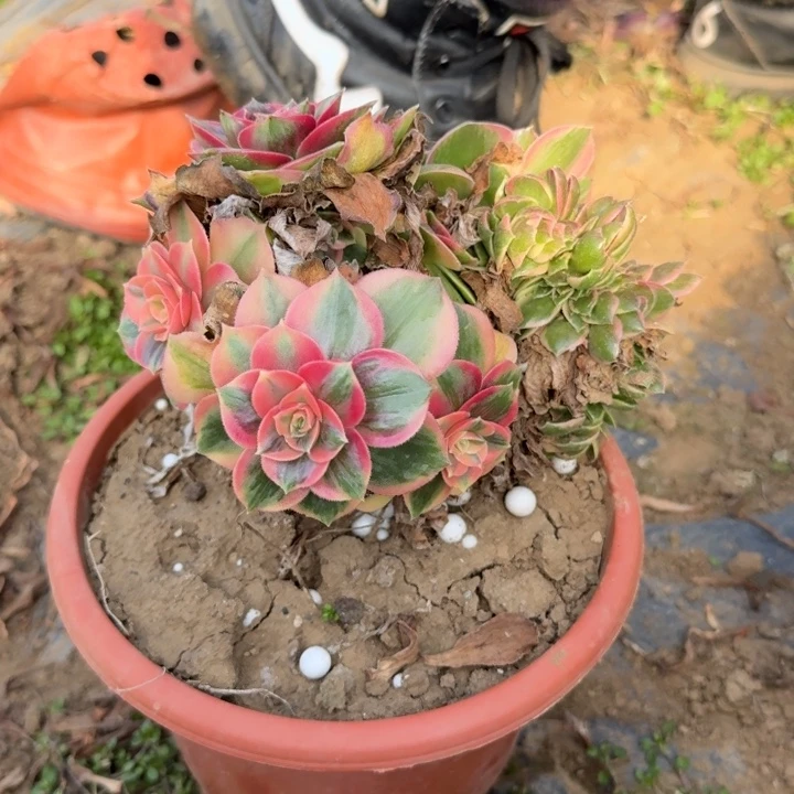 L****?545男神缀化老桩