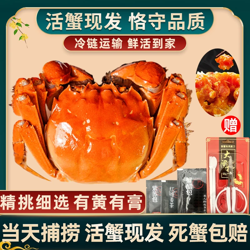 【活蟹现货】惠澄大闸蟹5.5-5.2两全公蟹8大只礼盒装冷链包邮