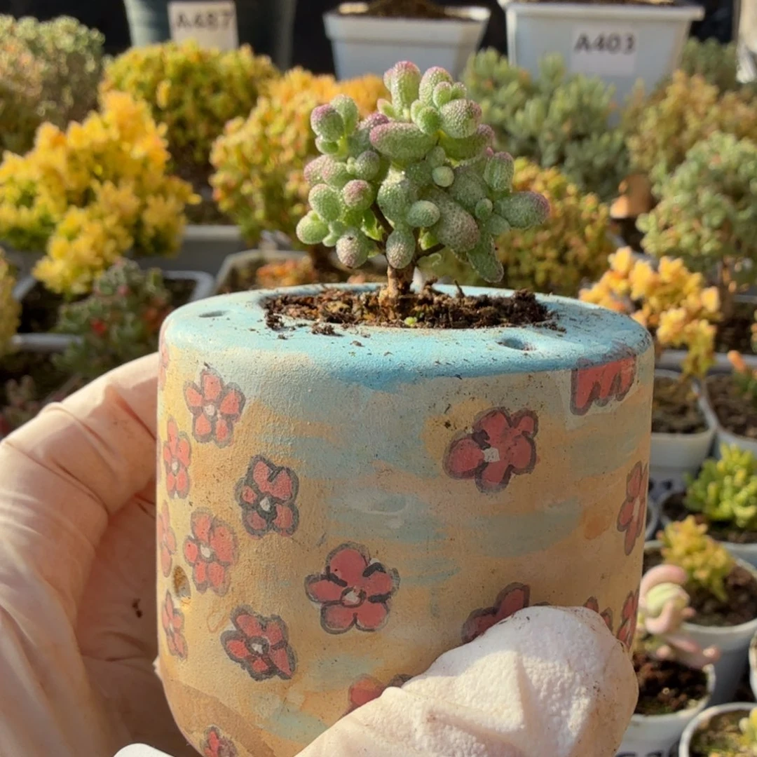 A669白虎班锦带盆