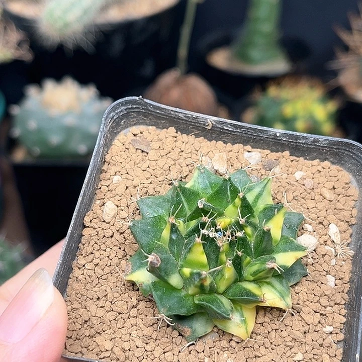 无花朵极上癍帝冠锦自根带盆发货