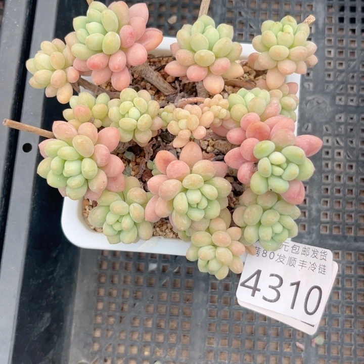 ****蕊大4310（vxgghhgcd