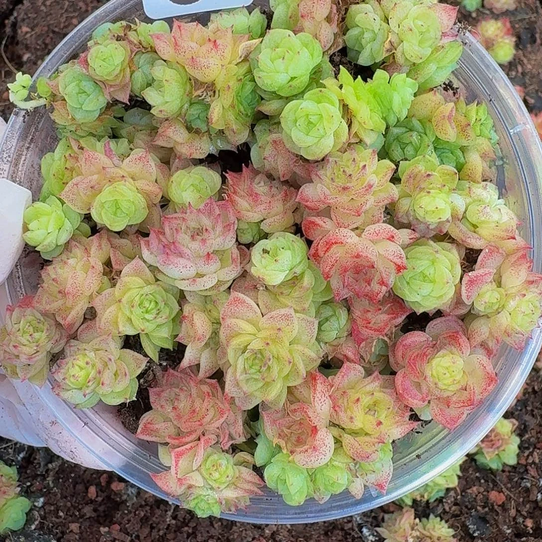 多肉植物多肉植物993