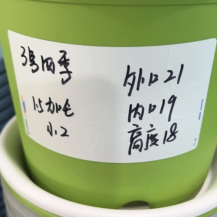 正品3号四季口21高18果绿无托10只