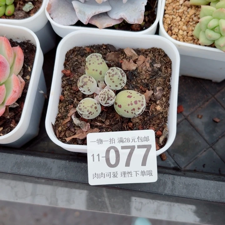 海豹会掉叶子不售后无盆土发货无