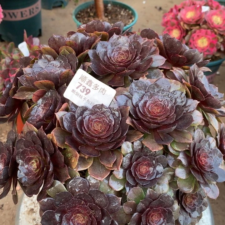 739万圣节变异多肉植物