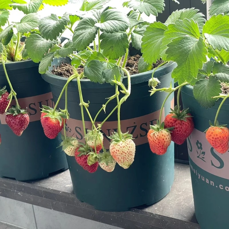 加仑盆草莓秧苗奶油天使真红美玲黑珍珠草莓苗阳台庭院菜园可种植