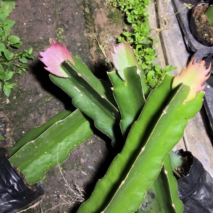 高纯083嫁接单片未缓苗一颗30