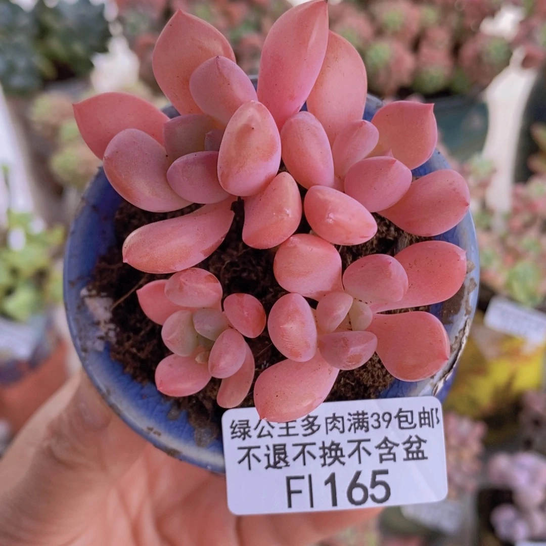 粉桃花6cm165多肉植物