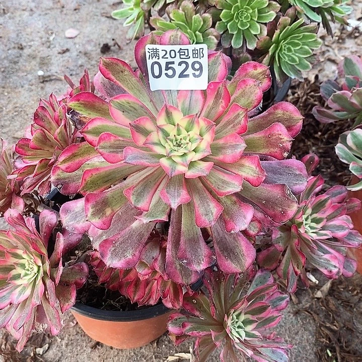 0529 一颗红铜葫发誓