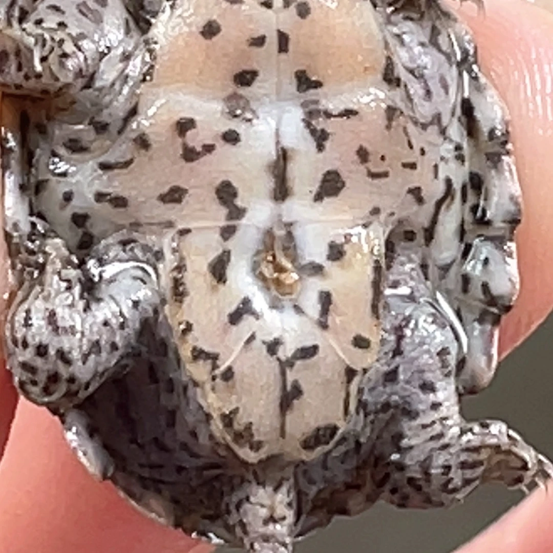 宠物龟不分公母A2全品粗满纹黑刀