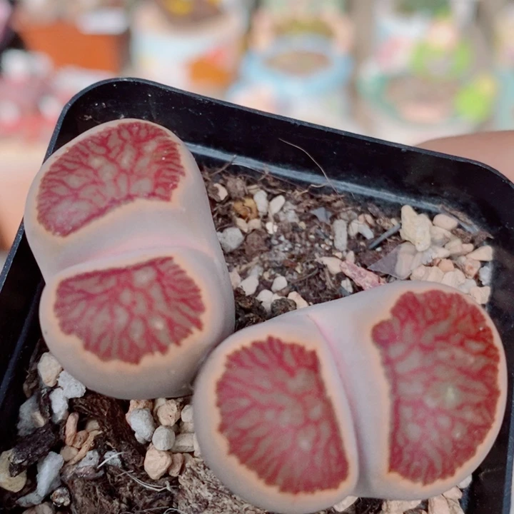 生石花花花花花花花301