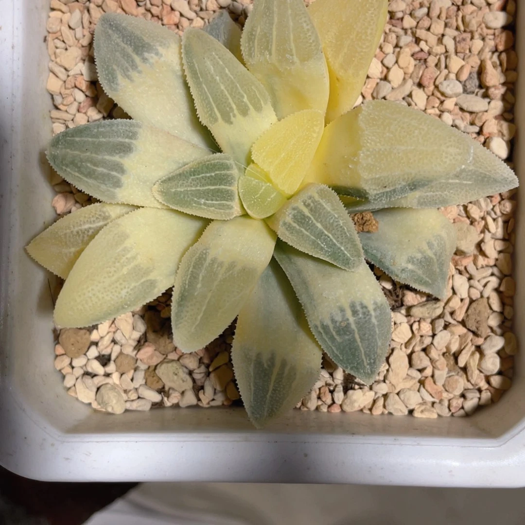 石***头十二卷实生糊斑磨面寿锦。