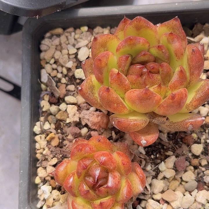 赤水晶09175多肉植物