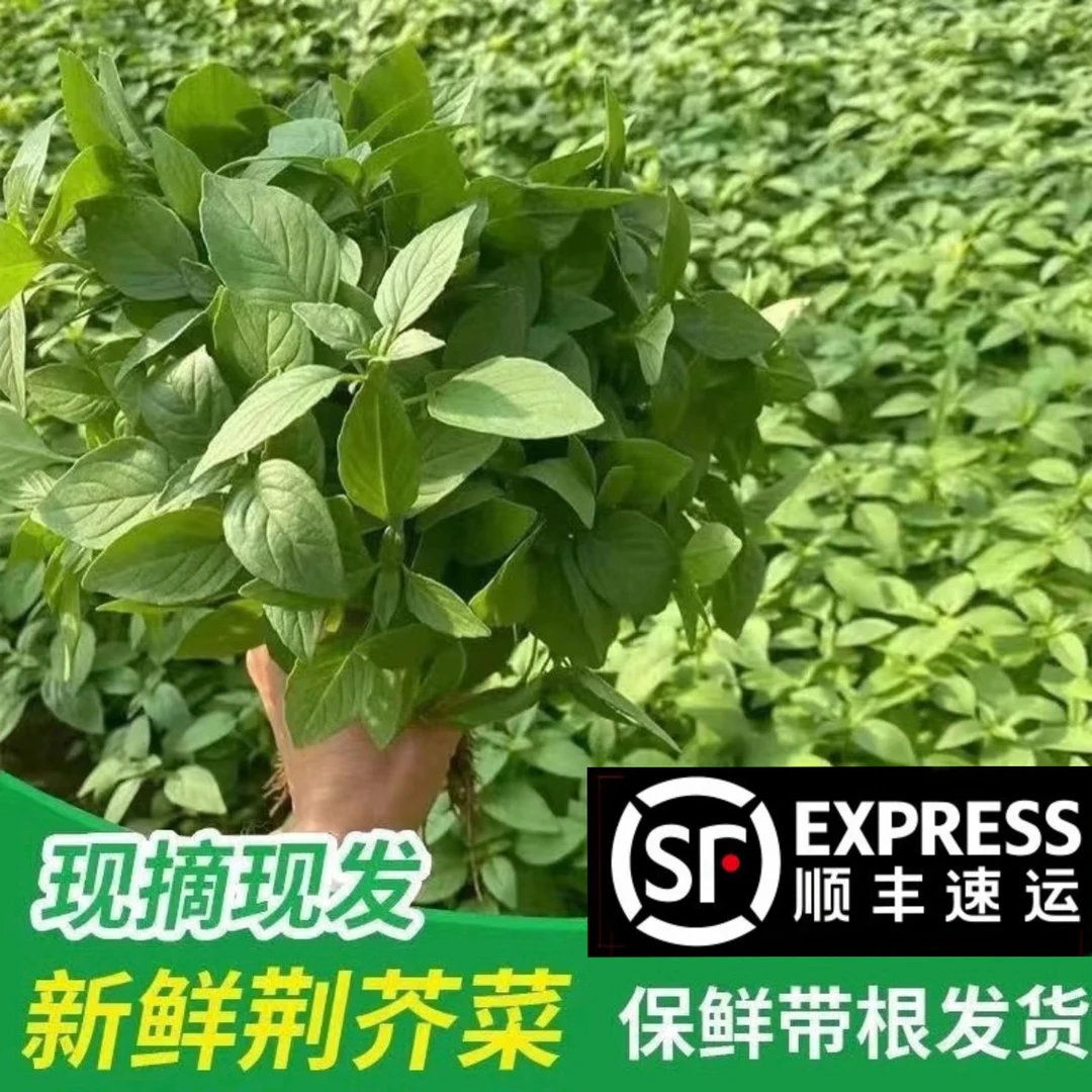 河南大叶荆芥菜顺丰包邮荆芥叶凉拌调味菜