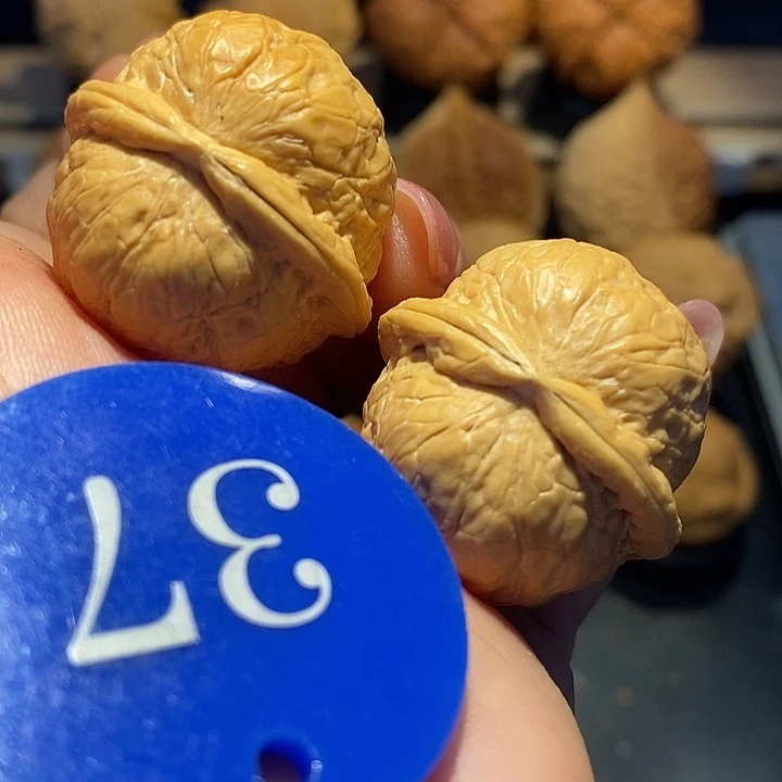 核桃蛇皮球球尺寸30