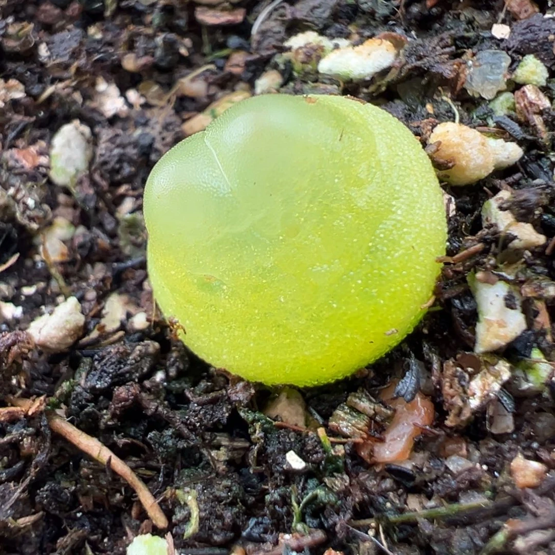 3.3好看的多肉脱土发货311