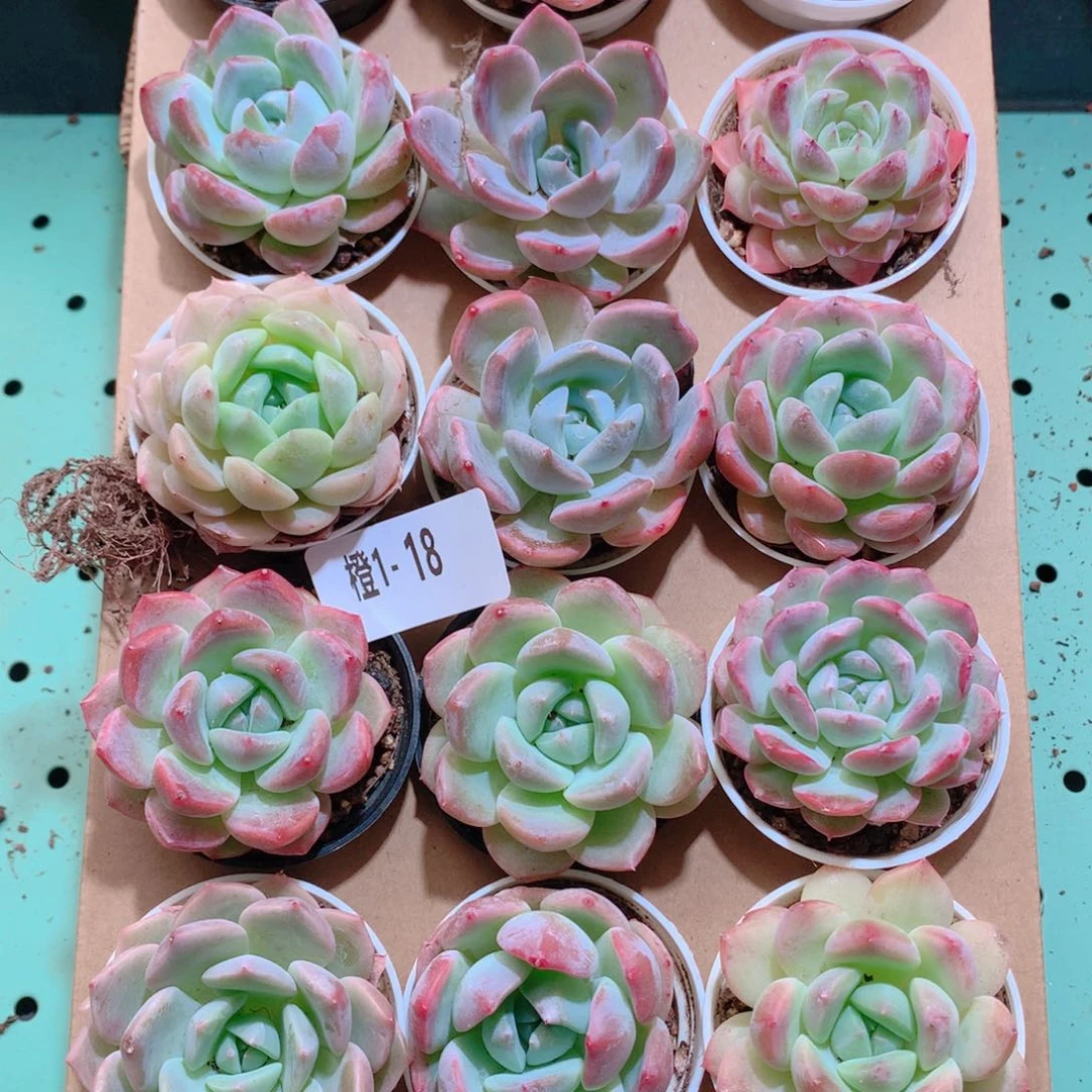 1-18一物一拍带盆18颗