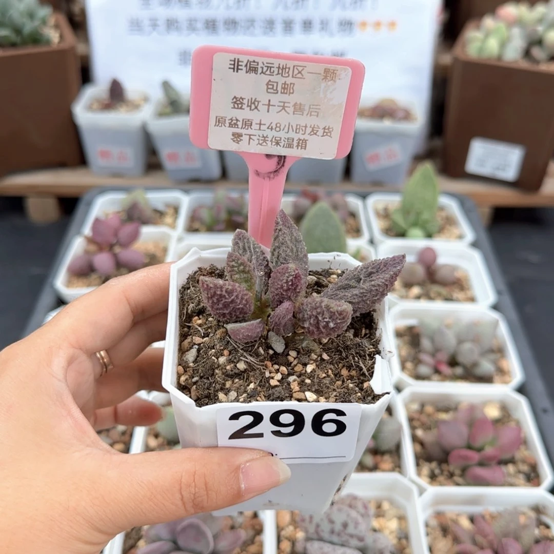 爱**角296苍龙多肉植物
