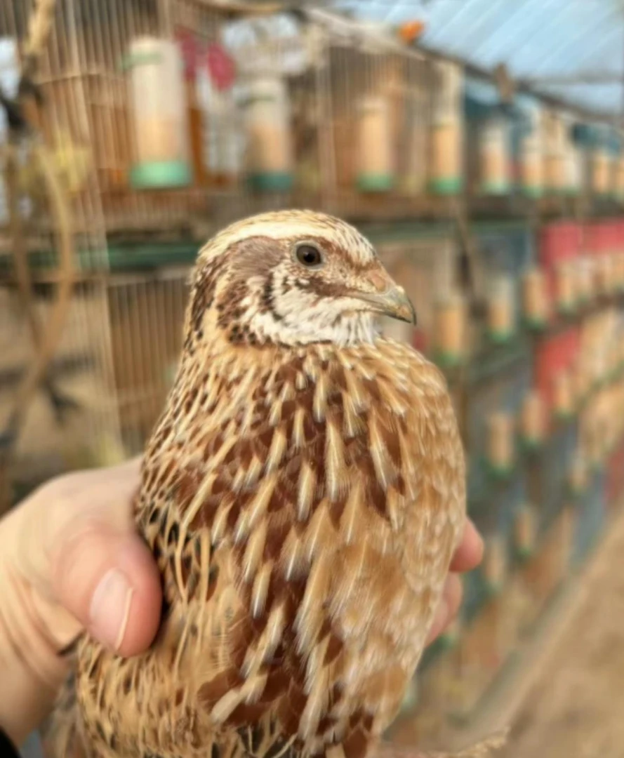 斗鹌鹑.斗鹌鹑玩具.鸟.鹌鹑精品串子