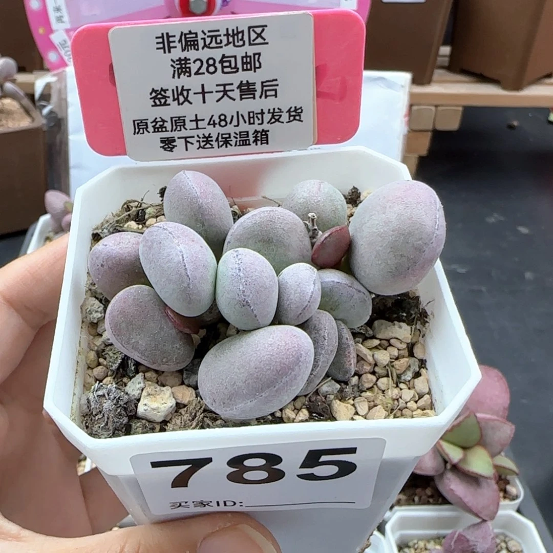 785球球紫蛋多肉