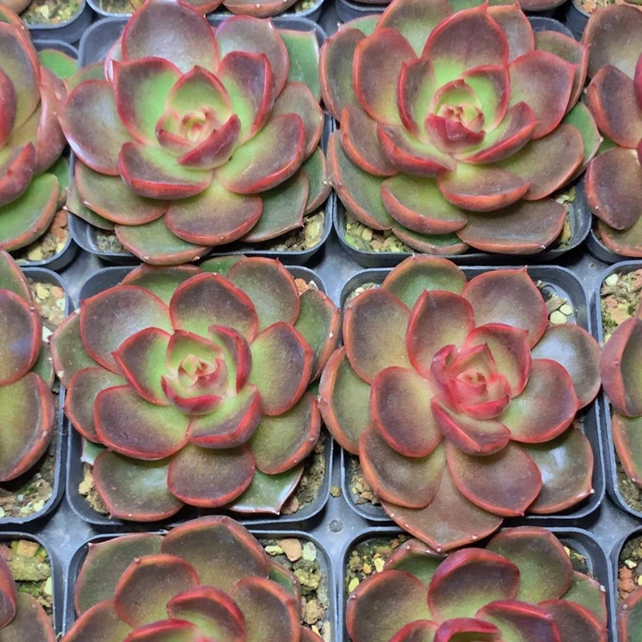 红灯单头脱土发货