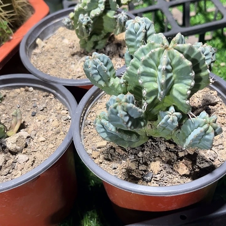 无刺魁伟玉zzzzzzzz