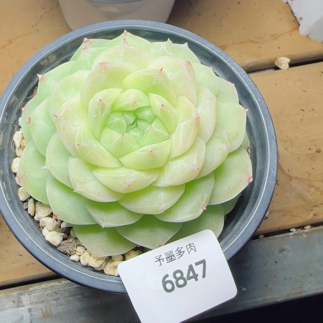 梨花白，6847多肉植物