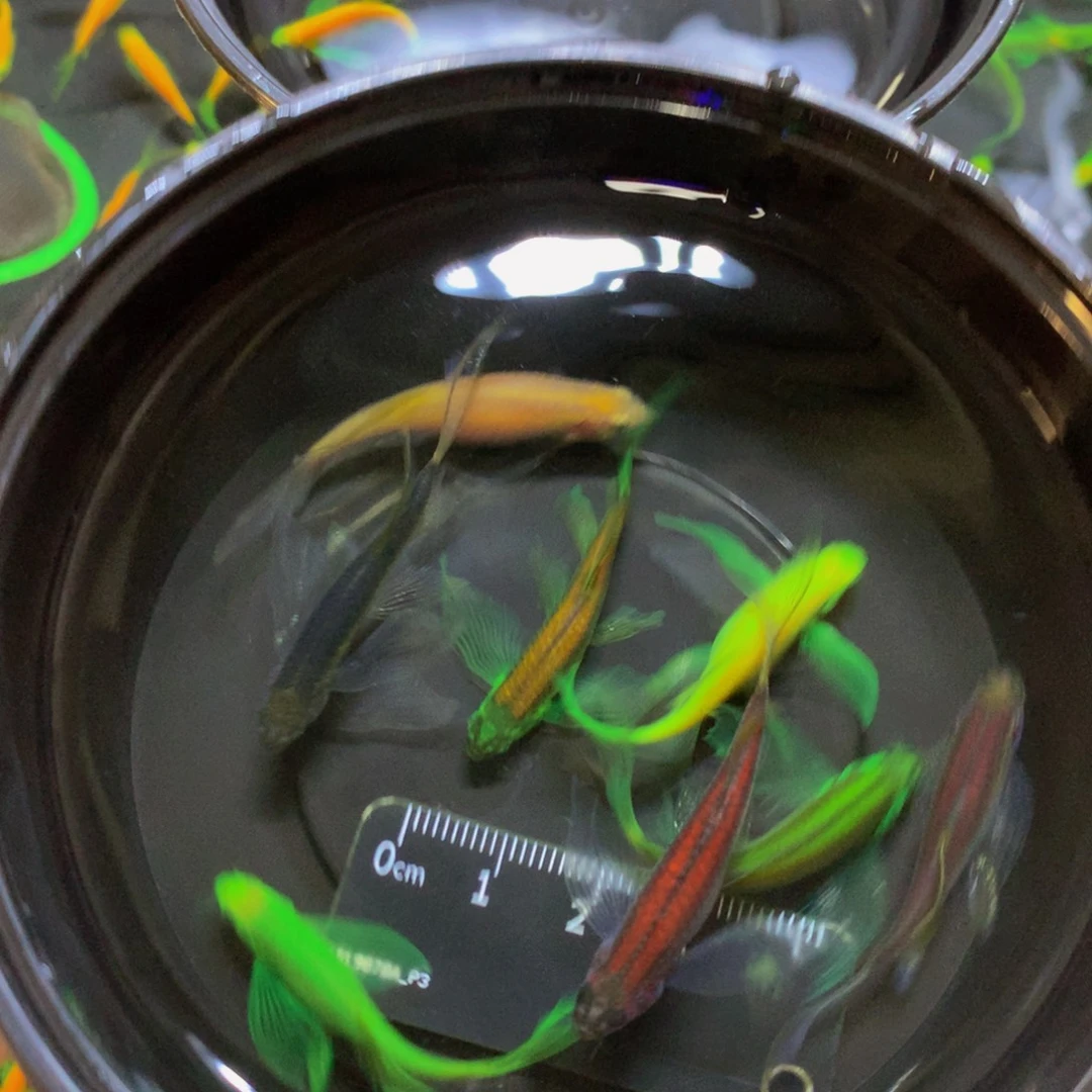 斑马鱼蝶翼斑马混搭8条（4-5厘米）